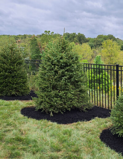 McGinn Landscaping - Privacy Trees Along Fence